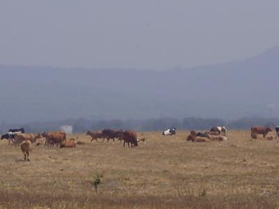 Para Radio luna: Vacas en la PLAYA DE ZAHORA-CABO TRAFALGAR-